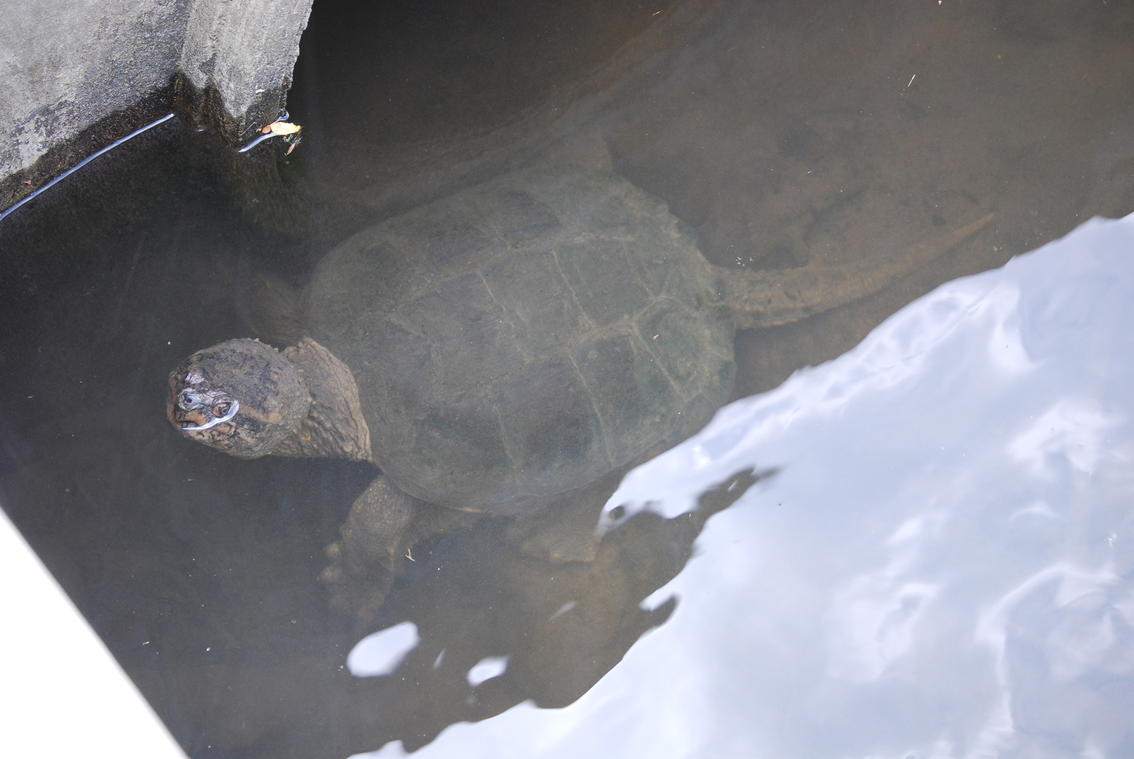 Image of :20090819_snapper.JPG